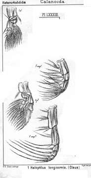 Image of Haloptilus longicornis (Claus 1863)