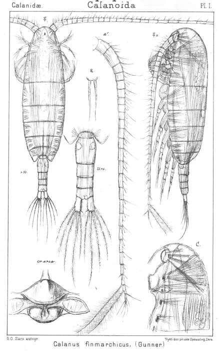 Image of Calanus finmarchicus (Gunnerus 1770)