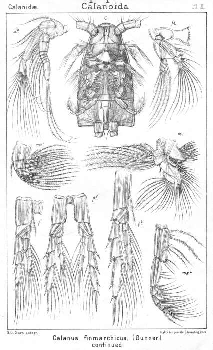 Imagem de Calanus finmarchicus (Gunnerus 1770)