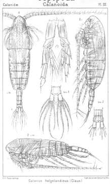 Image of Calanus helgolandicus (Claus 1863)