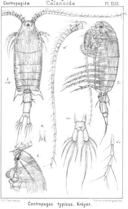 Image of Centropages typicus Krøyer 1849