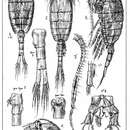 Image of Isias clavipes Boeck 1865