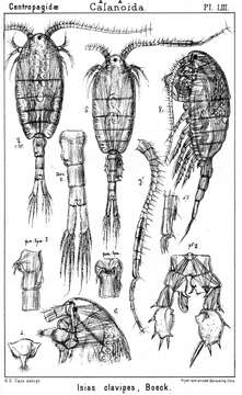 Plancia ëd Isias clavipes Boeck 1865