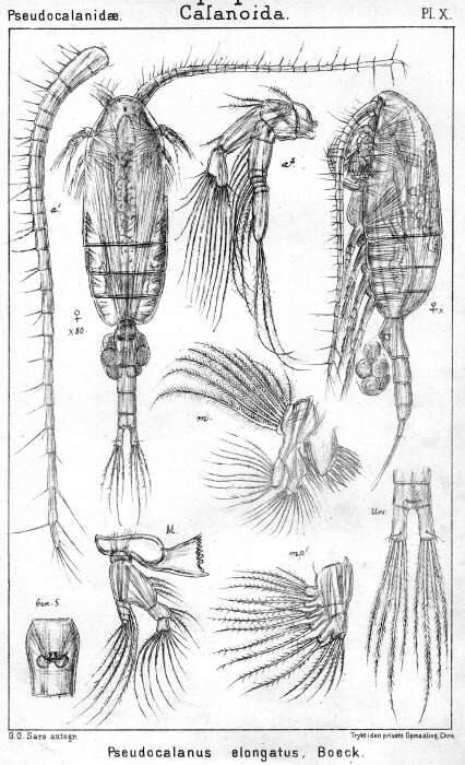 Image de Pseudocalanus elongatus (Brady 1865)