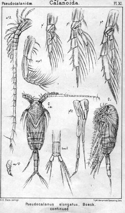 Image de Pseudocalanus elongatus (Brady 1865)