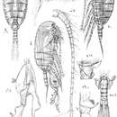 Image of Diaixis hibernica (Scott A. 1896)