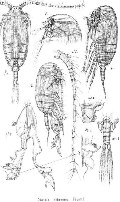 صورة Diaixis hibernica (Scott A. 1896)