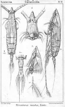 Image of Rhincalanus nasutus Giesbrecht 1888