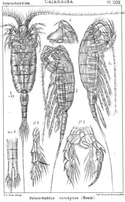 Imagem de Heterorhabdus norvegicus (Boeck 1872)