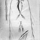 Image of Mecynocera clausi Thompson I. C. 1888