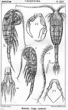 Image of Metridia longa (Lubbock 1854)