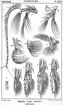 Image of Metridia longa (Lubbock 1854)