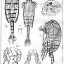 Image of Parapontella brevicornis (Lubbock 1857)