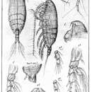 Image de Xanthocalanus minor Giesbrecht 1893