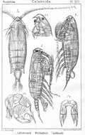 Image of Labidocera wollastoni (Lubbock 1857)