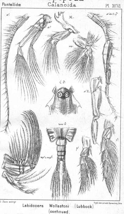 Image of Labidocera wollastoni (Lubbock 1857)