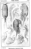 Image of Pseudocyclops crassiremis Brady 1872