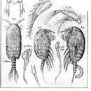 Image of Pseudocyclopia crassicornis Scott T. 1892