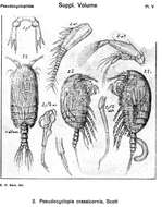 Image of Pseudocyclopia Scott T. 1892