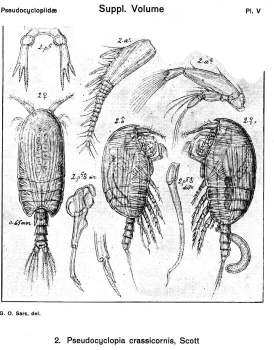 Image of Pseudocyclopia crassicornis Scott T. 1892