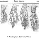 Image of Pseudocyclopia giesbrechti Wolfenden 1902