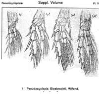 Image of Pseudocyclopia giesbrechti Wolfenden 1902