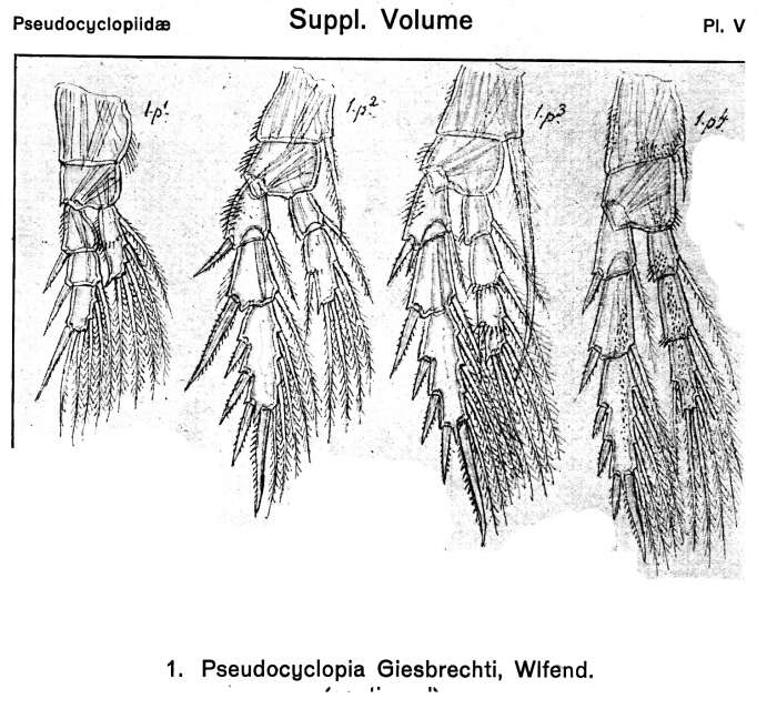 Image of Pseudocyclopia giesbrechti Wolfenden 1902