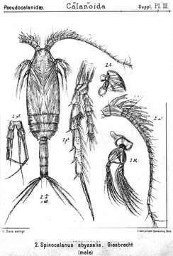 Image of Spinocalanus abyssalis Giesbrecht 1888