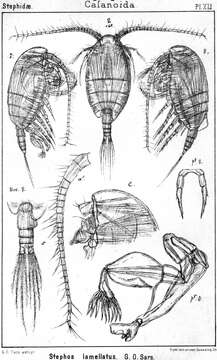 Image of Stephos lamellatus Sars G. O. 1902