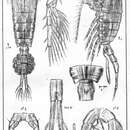 Image de Eurytemora lacustris (Poppe 1887)