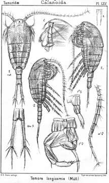 Imagem de Temora longicornis (Müller O. F. 1785)