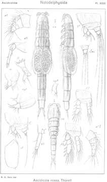 Image of Ascidicola Thorell 1859