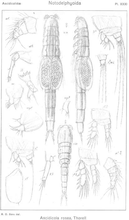 Image de Ascidicola rosea Thorell 1859