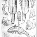 Image of Schizoproctus inflatus Aurivillius 1885