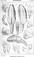 Image of Botryllophilidae Sars G. O. 1921