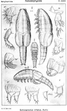 Image of Schizoproctus Aurivillius 1885