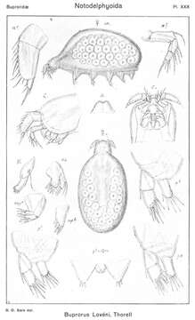 Image of Buprorus Thorell 1859