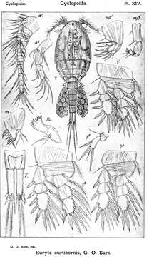 Image of Euryte curticornis Sars G. O. 1913