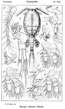 Image de Euryte robusta Giesbrecht 1900