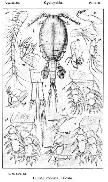 Image of Euryteidae Monchenko 1974