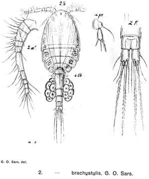 Слика од Cyclopina brachystylis Sars G. O. 1921