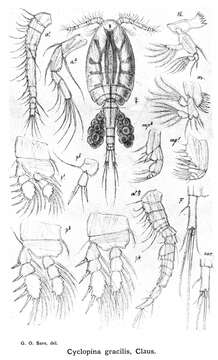 Image of Cyclopina gracilis Claus 1863