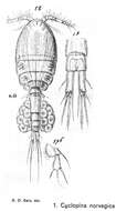 Imagem de Cyclopina norvegica Boeck 1865