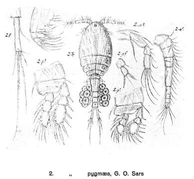 Слика од Cyclopina pygmaea Sars G. O. 1918