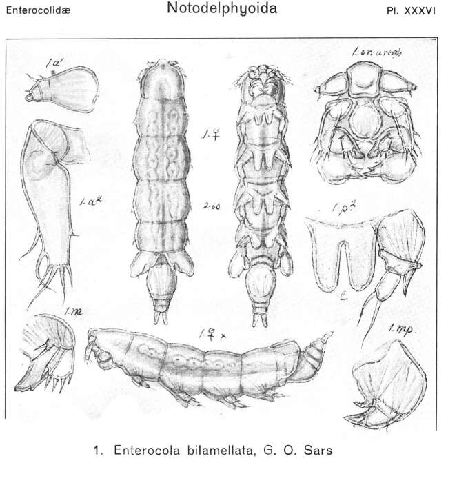 Image of Enteropsidae Thorell 1859