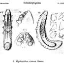 Слика од Mychophilus roseus Hesse 1866