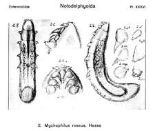 Image of Mychophilus Hesse 1865