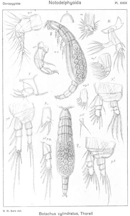 Image de Botachus cylindratus Thorell 1859