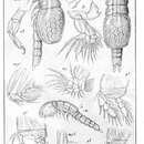 Слика од Doropygella thorelli (Aurivillius 1882)