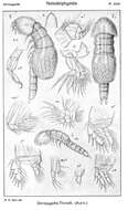 Image de Doropygella thorelli (Aurivillius 1882)